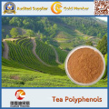 High Purity Green Tea Extract 98% Tea Polyphenols